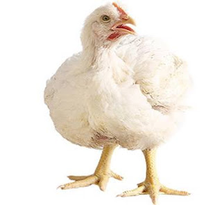 Harga ayam potong hari ini Harga ayam broiler