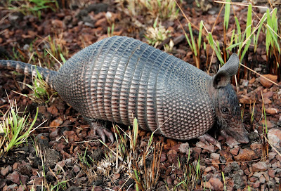 Armadillo de los llanos (Dasypus sabanicola)