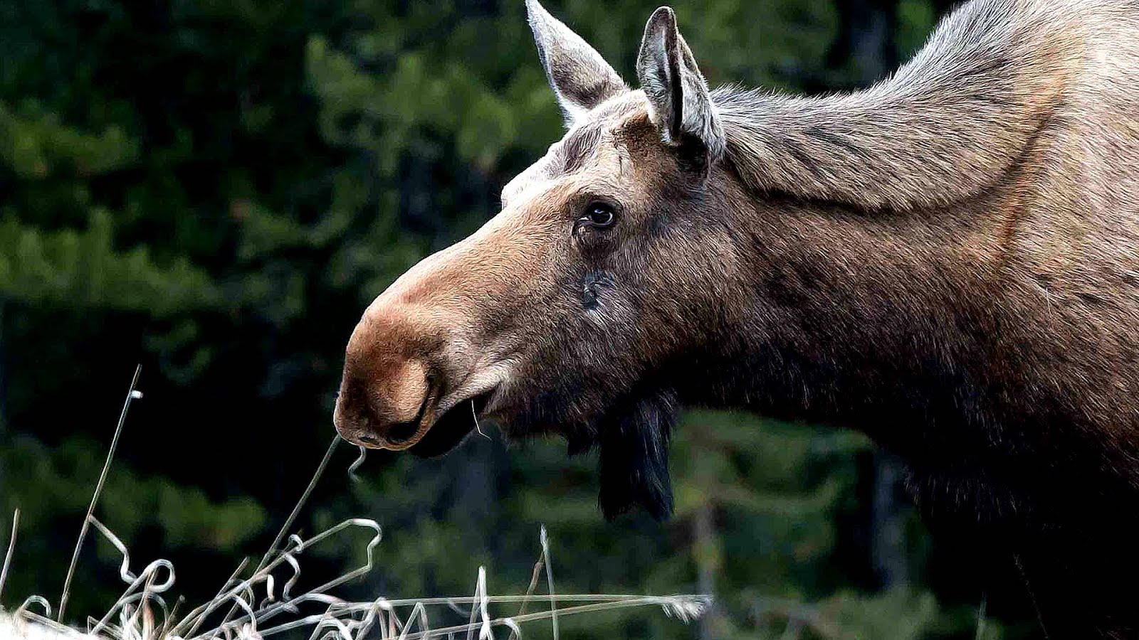 Jasper National Park Animals Trip to Park