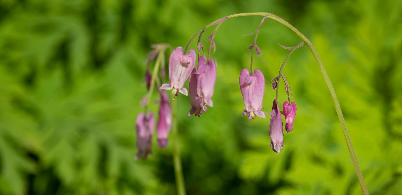 Cottage Grove Garden Club