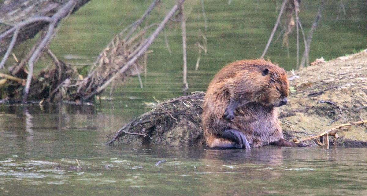 Gary's Outdoor Wanderings2: MORE UNUSUAL BEAVER PICS