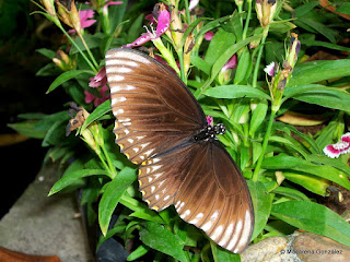 JARDÍN DE MARIPOSAS, BANGKOK. TAILANDIA 