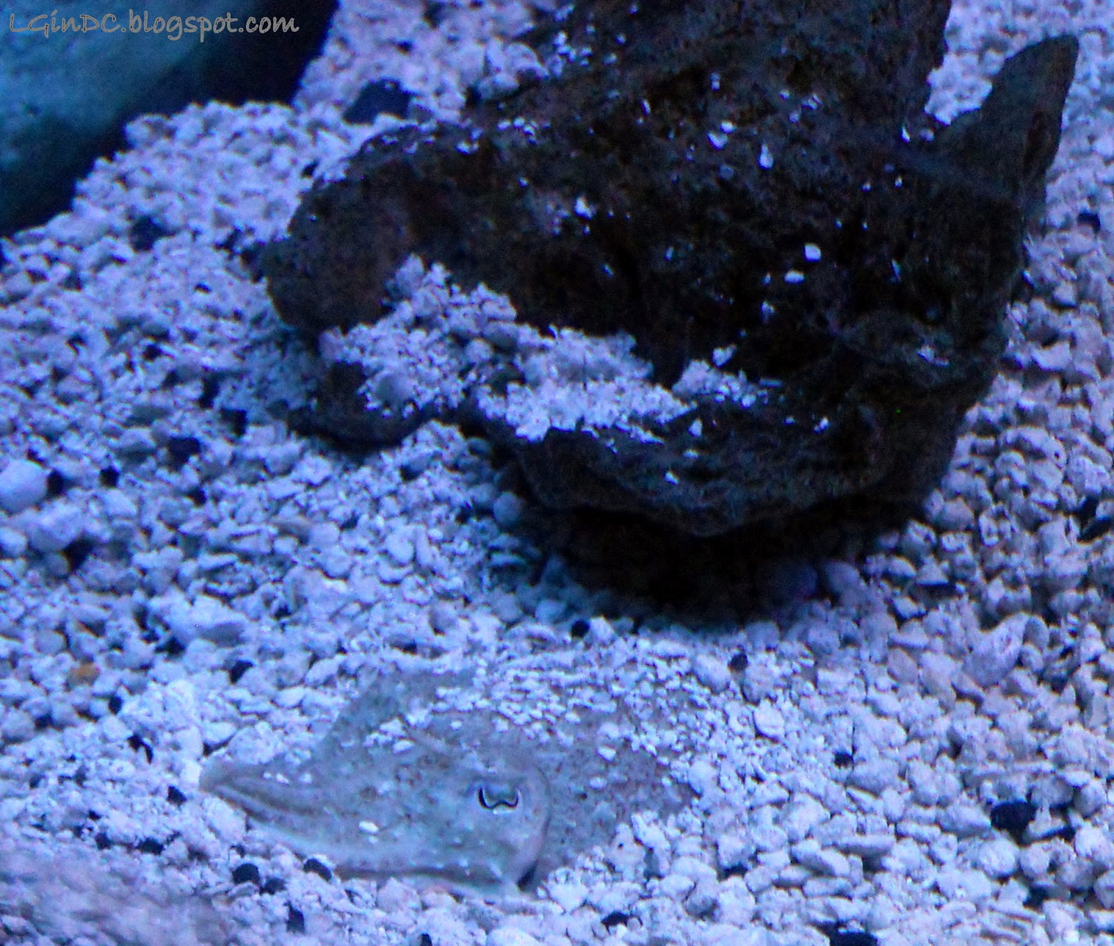 Lost in DC: The National Zoo - Invertebrates!