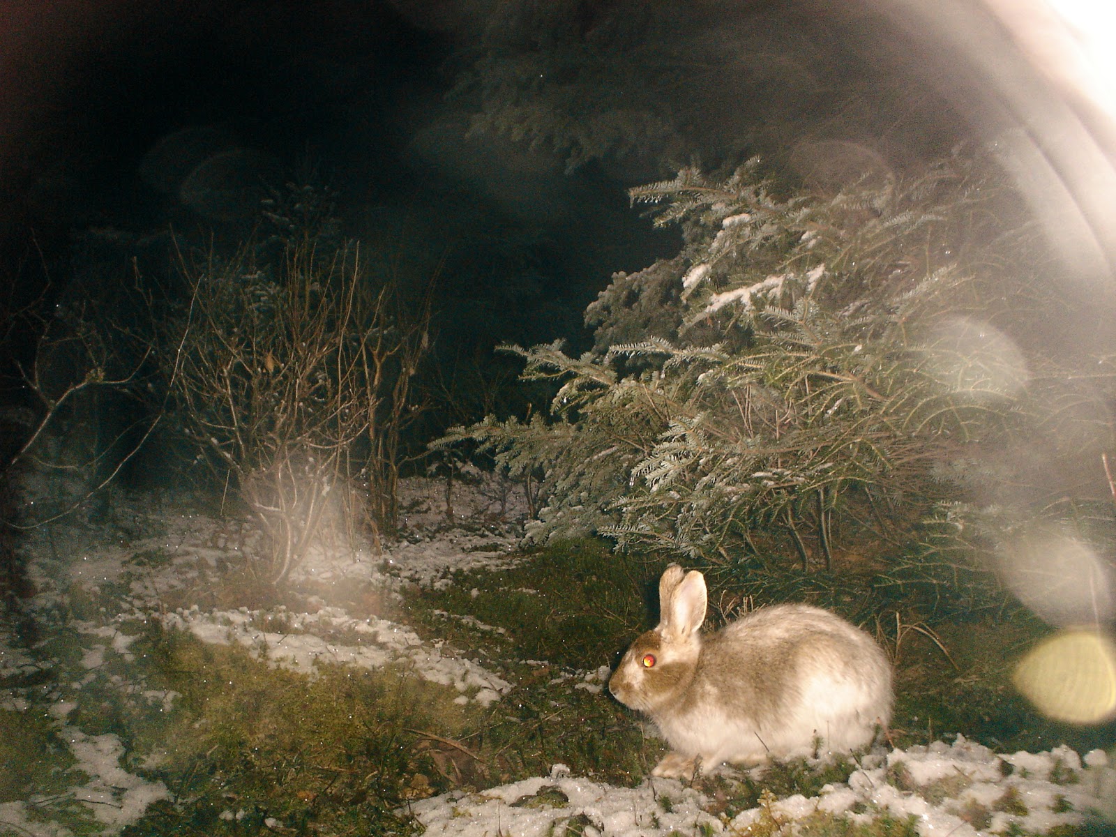 Remote Captures Snowshoe Hare changing color with the season