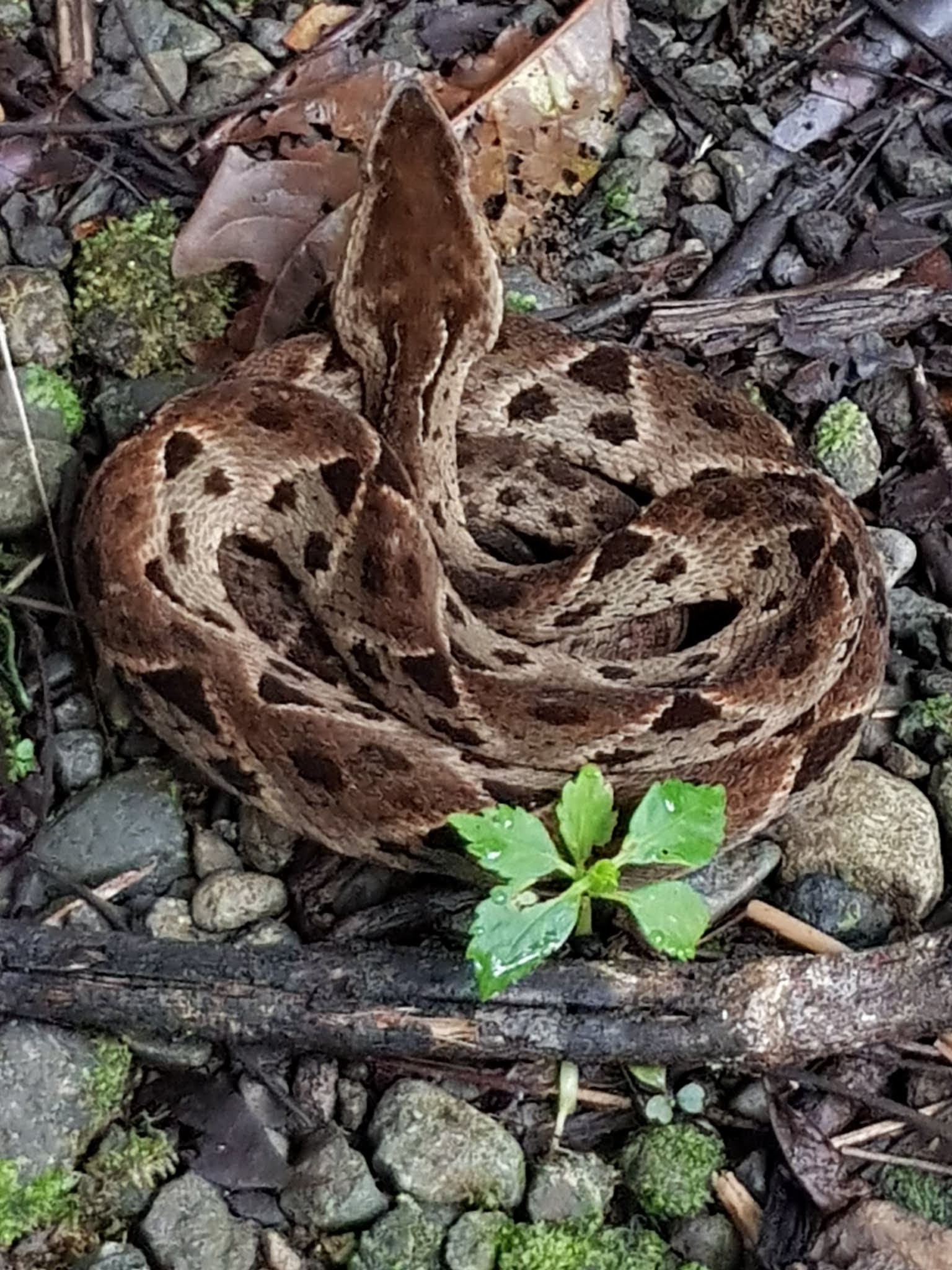 Three Counties Wildlife Barba Amarilla...