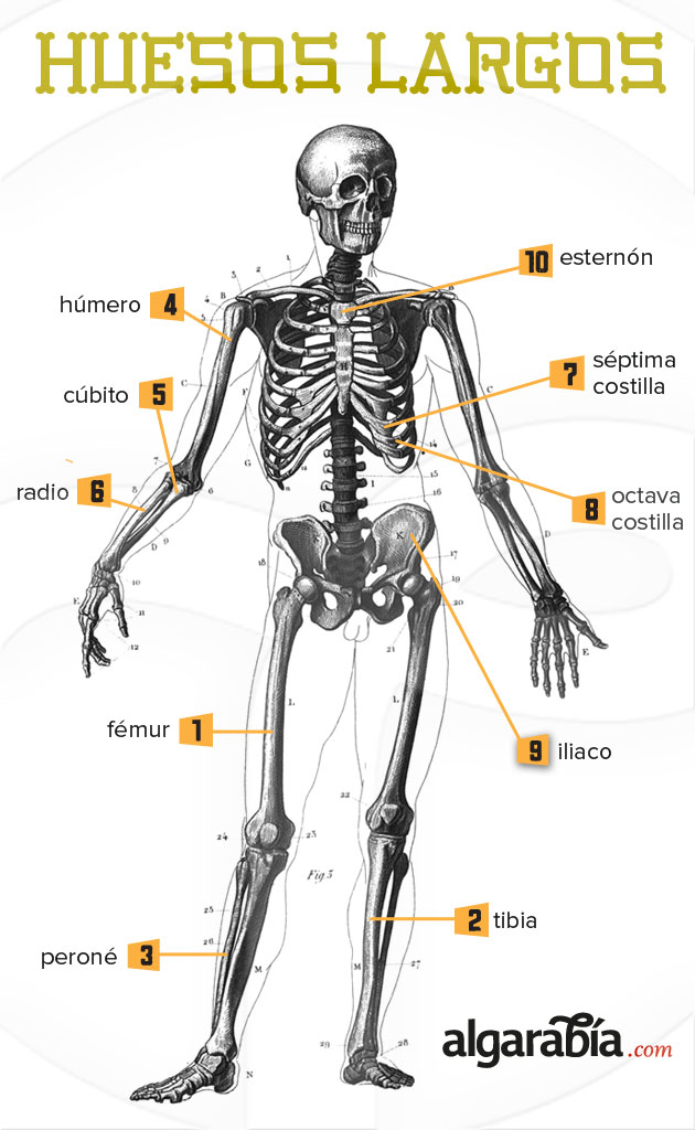 clasificacion de los huesos