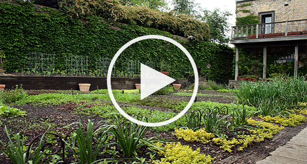 La importancia de la luz para las plantas y su orientación en el huerto