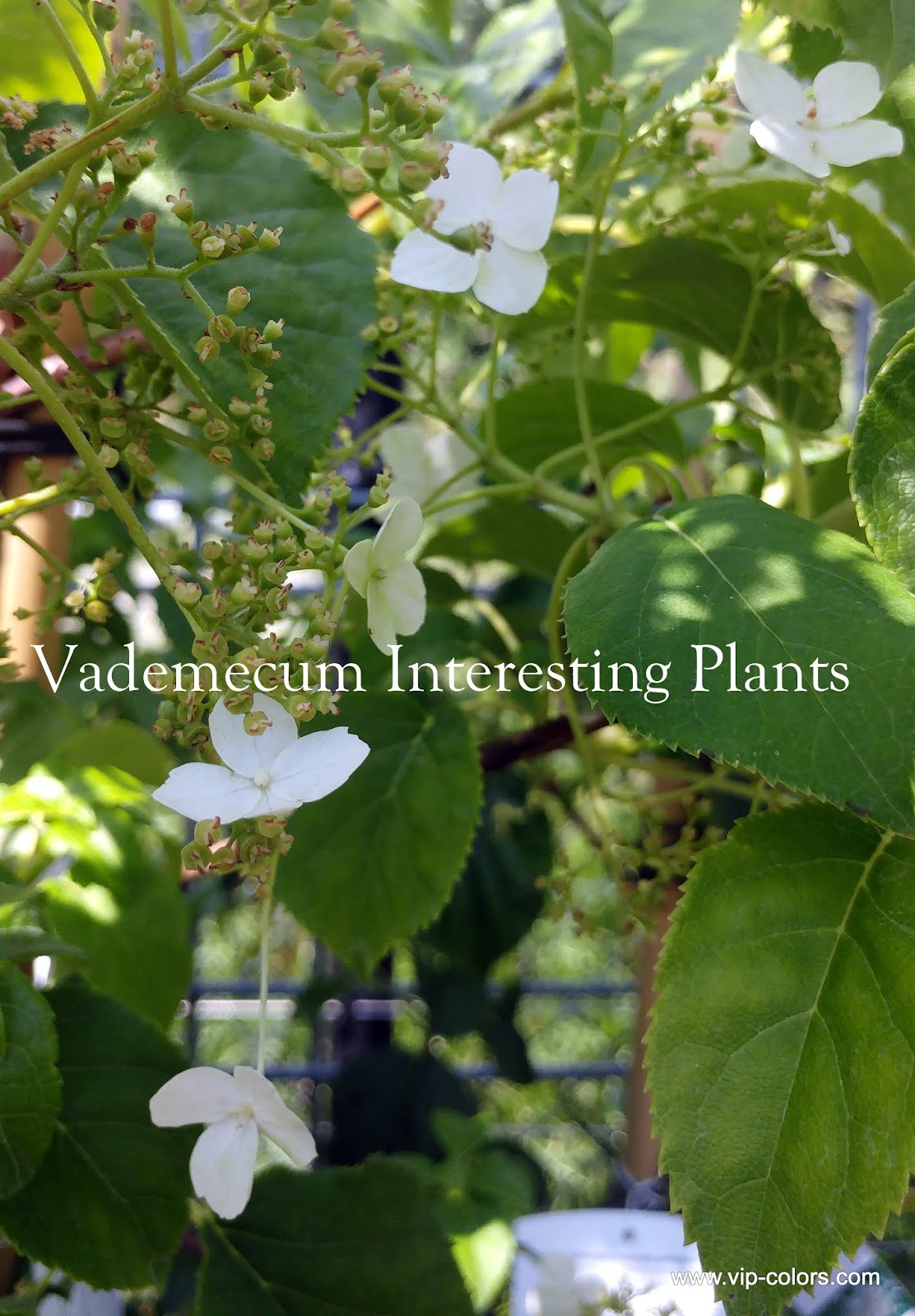 Vademecum Interesting Plants Hydrangea Anomala Subsp Petiolaris
