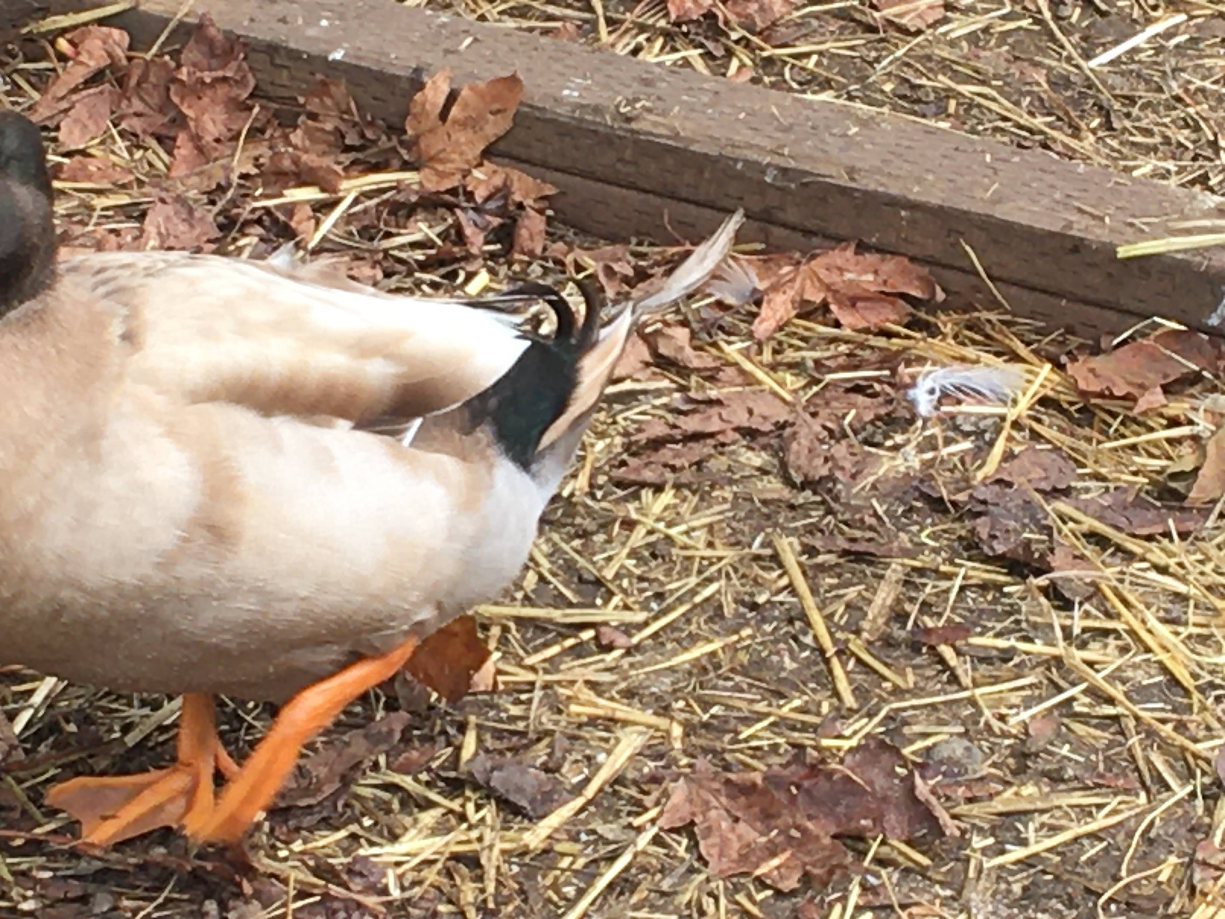 Are They ALL Male Ducks? Duck Gender Demystified
