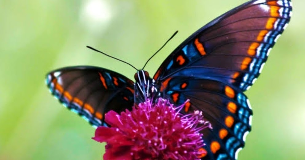 FiNd EvErYtHiNg ANATOMY OF ADULT BUTTERFLY