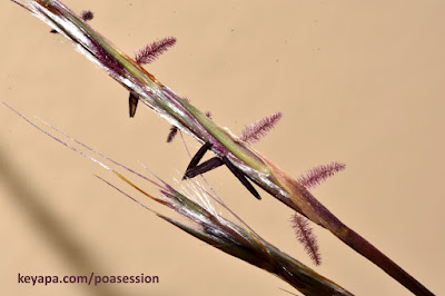 Schizachyrium scoparium - Little Bluestem Grass