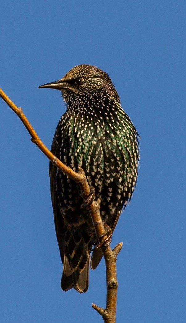 Beautiful starling.