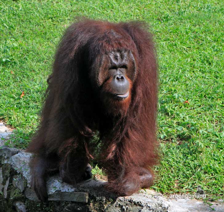 orangutan kebun binatang ragunan jakarta
