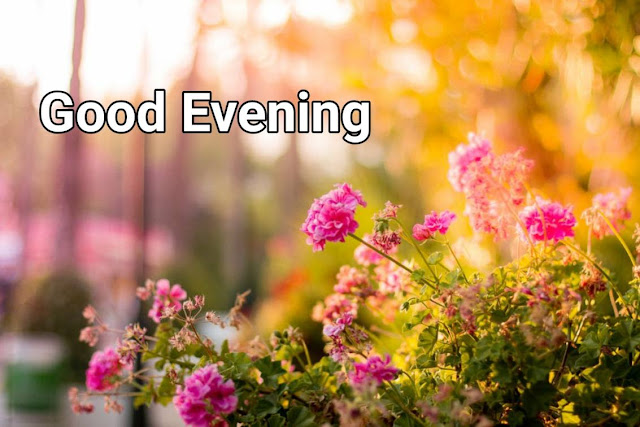 good evening flowers good evening flowers