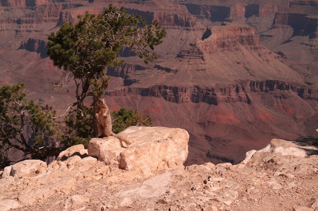 the squirel for the christmas ball at grand canyon