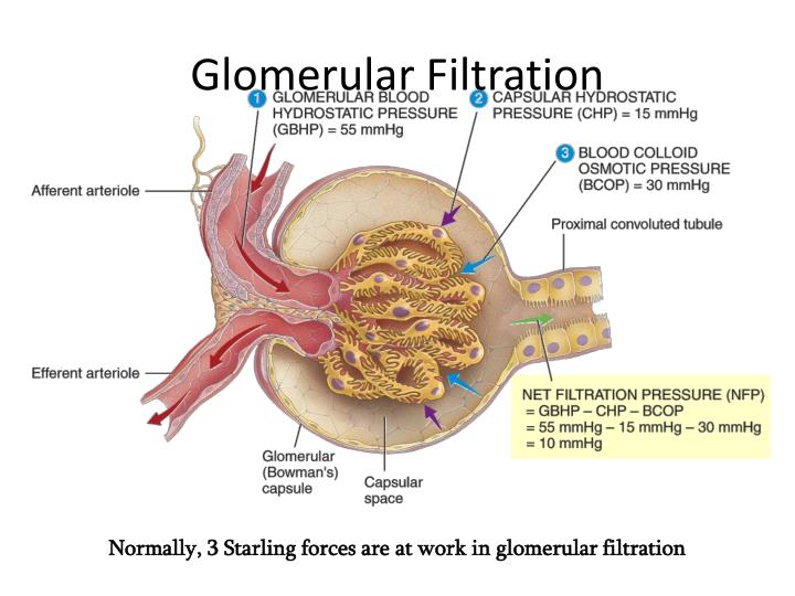 "What is the process of Glomerular filtration