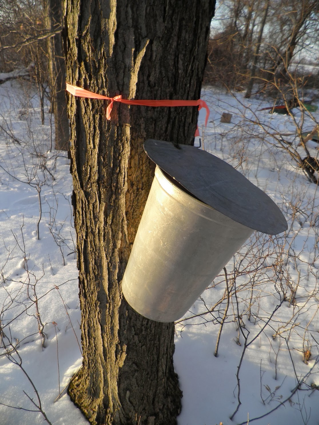Wellspring Forest Farm & School Blog Maple Sugaring 2/2/14