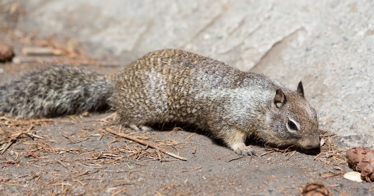 Naturetastic Blog Squirrels Yosemite National Park (Part 16)