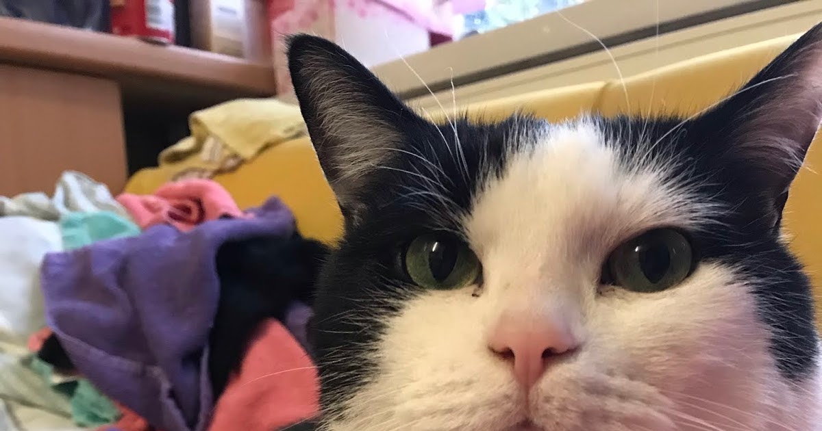 Petals, Paws & Pages The Best Page