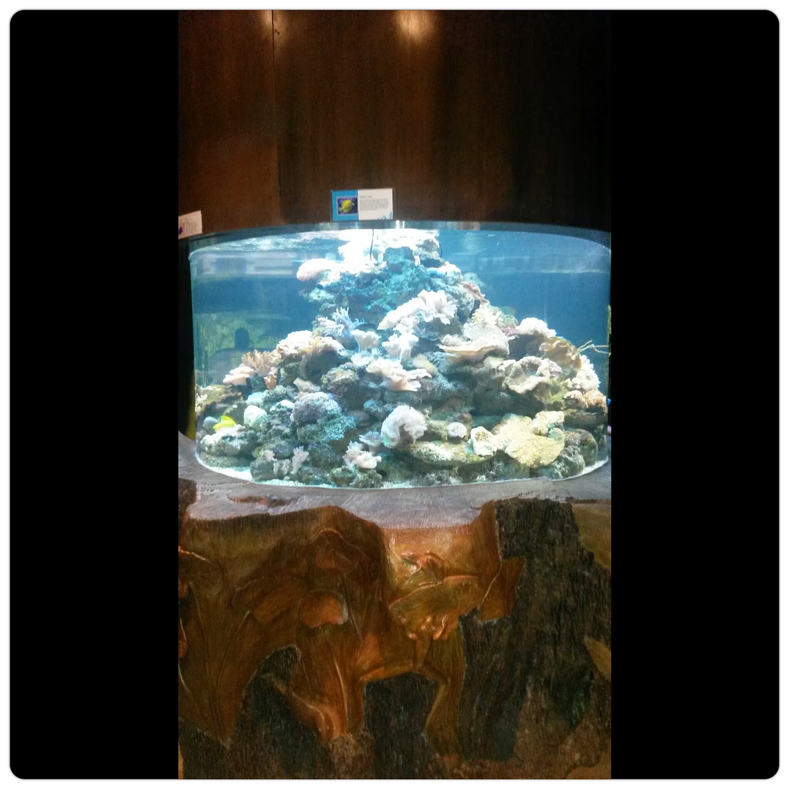 Around the World Farry Tales Blue Coral Aquarium, KL Tower (11