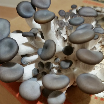 eight acres - how to use a mushroom kit to grow your own oyster mushrooms eight acres - how to use a mushroom kit to grow your own oyster mushrooms