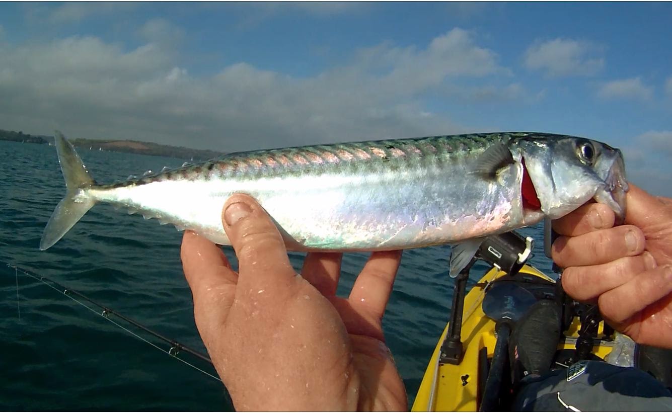 Mackerel Jig How to Pick and How to Fishing the Fish Horse Mackerel