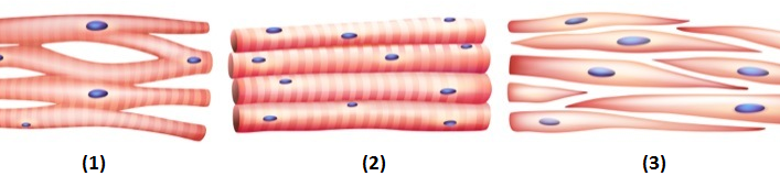 Sel dan Jaringan Hewan &amp; Tumbuhan, Struktur, Fungsi, Gambar, Perbedaan