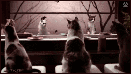 Art Cat GIF • It's lunch time. 6 funny hungry cats bobbing their head in sync, back and forth Art Cat GIF • It's lunch time. 6 funny hungry cats bobbing their head in sync, back and forth