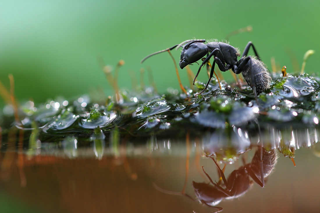 Дождь живая природа. Насекомые макро. Макросъемка насекомых. Макромир муравей. Насекомые муравей.