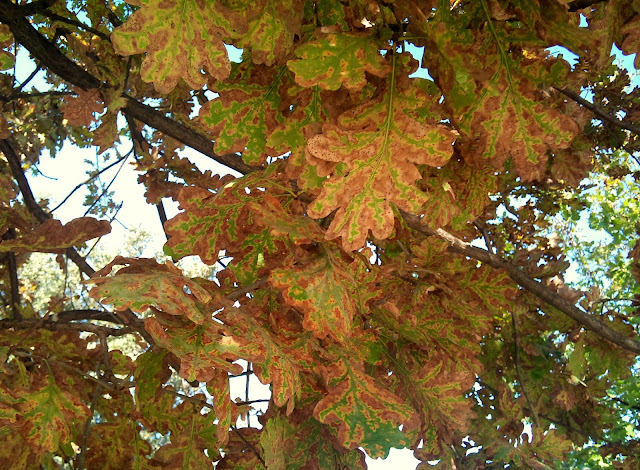 Árboles con alma: Roble albar. (Quercus petraea)