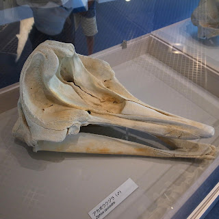 Cuvier gagalı balinası kafatası