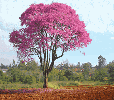 A foto mostra a linda árvore de Ipê roxo o que sobrou da mata atlântica do Brasil.
