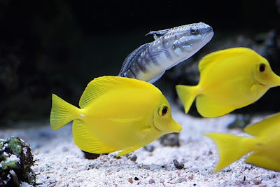 Which Surgeonfish or Tang Fish Should Beginners Start With