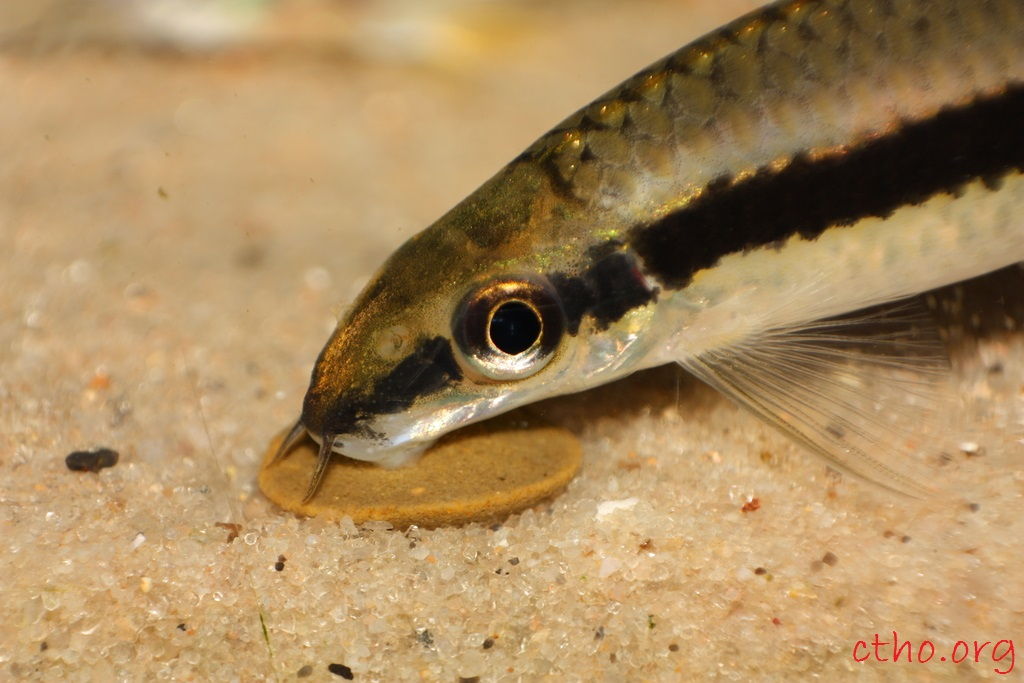 Gambar, foto Sekilas Profil Ikan Hias SAE - Siamese Algae Eater Dan Cara Merawatnya