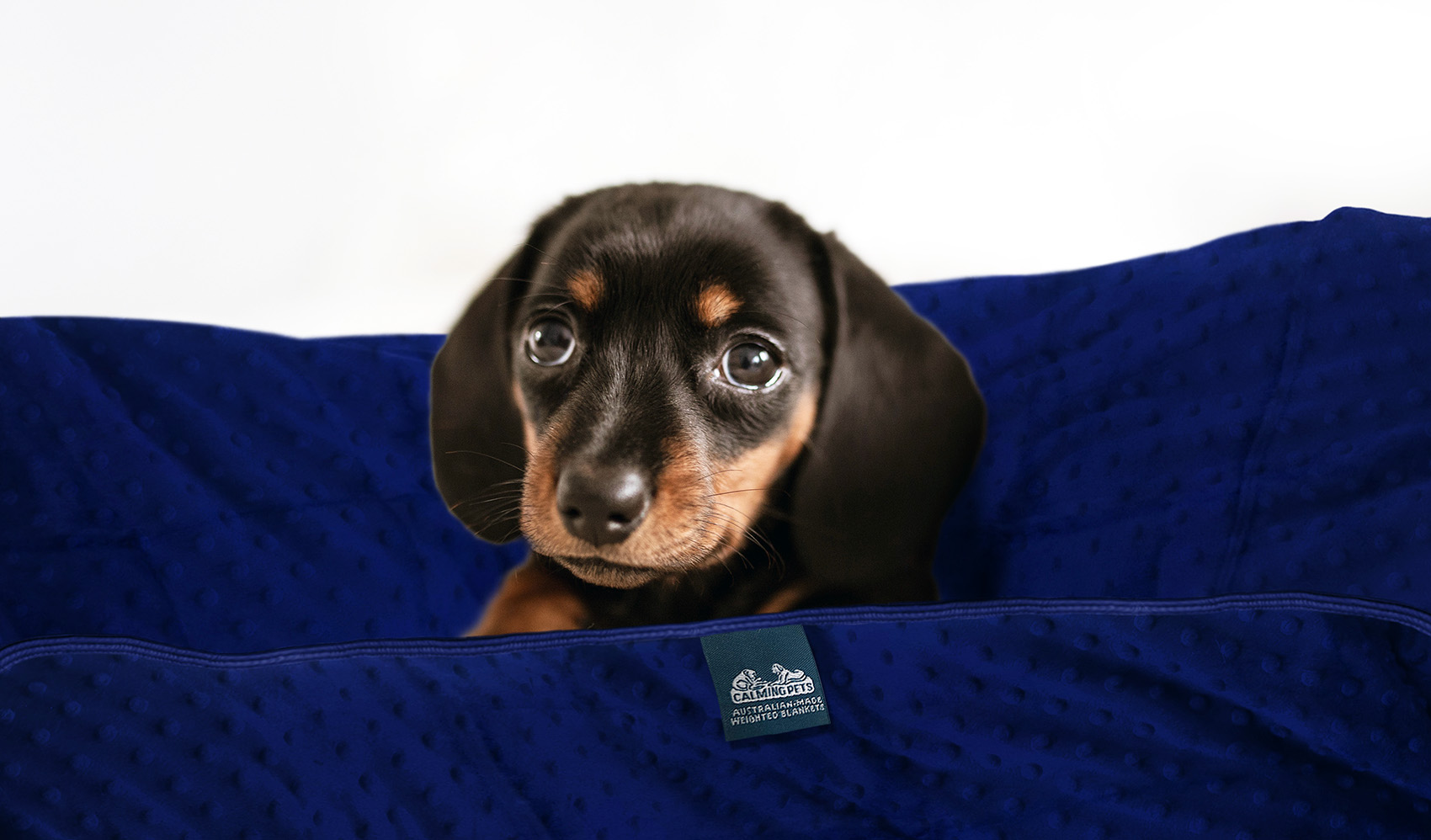 Calming Pets Launches Weighted Blankets to Relieve Dog Anxiety