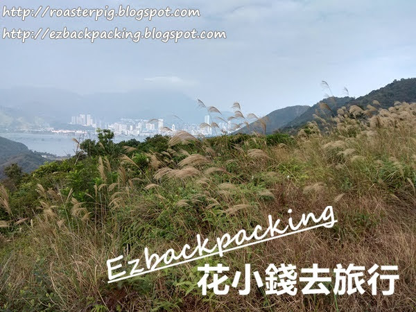 香港芒草:鹿頸谷埔行山看芒草