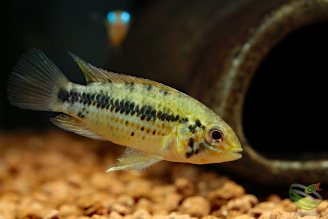 Apistogramma cf. alacrina (Guayas) male