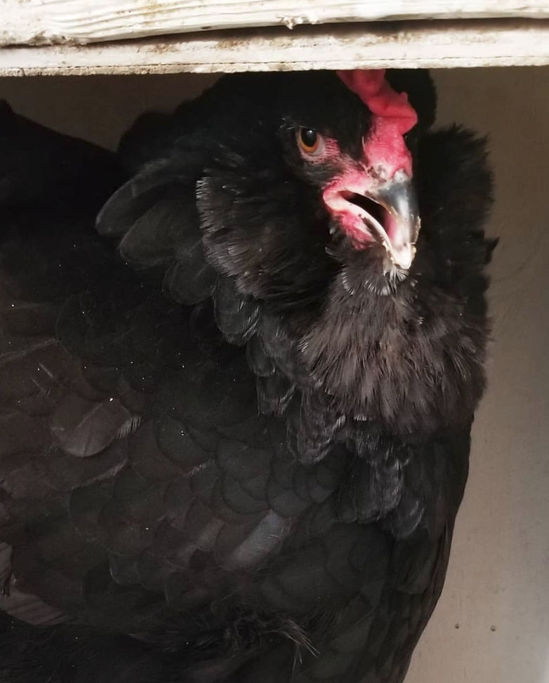 Understanding The Chicken Egg Song Fresh Eggs Daily® with Lisa Steele