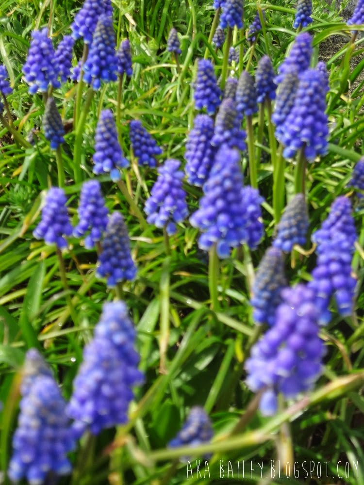 Purple springtime flowers