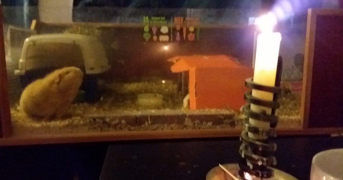 Undercover Guinea Pigs We also lit a candle