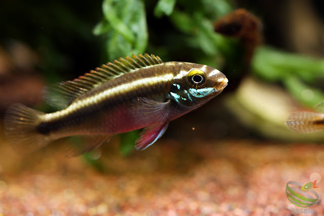 Pelvicachromis sacrimontis