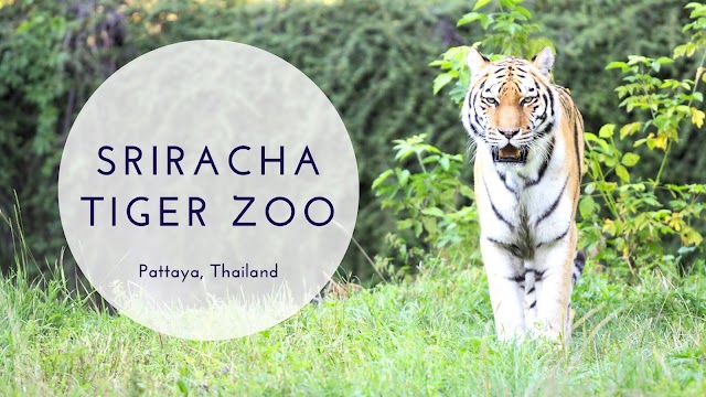 Sriracha Tiger Zoo Ticket Price with Lunch + Transfer