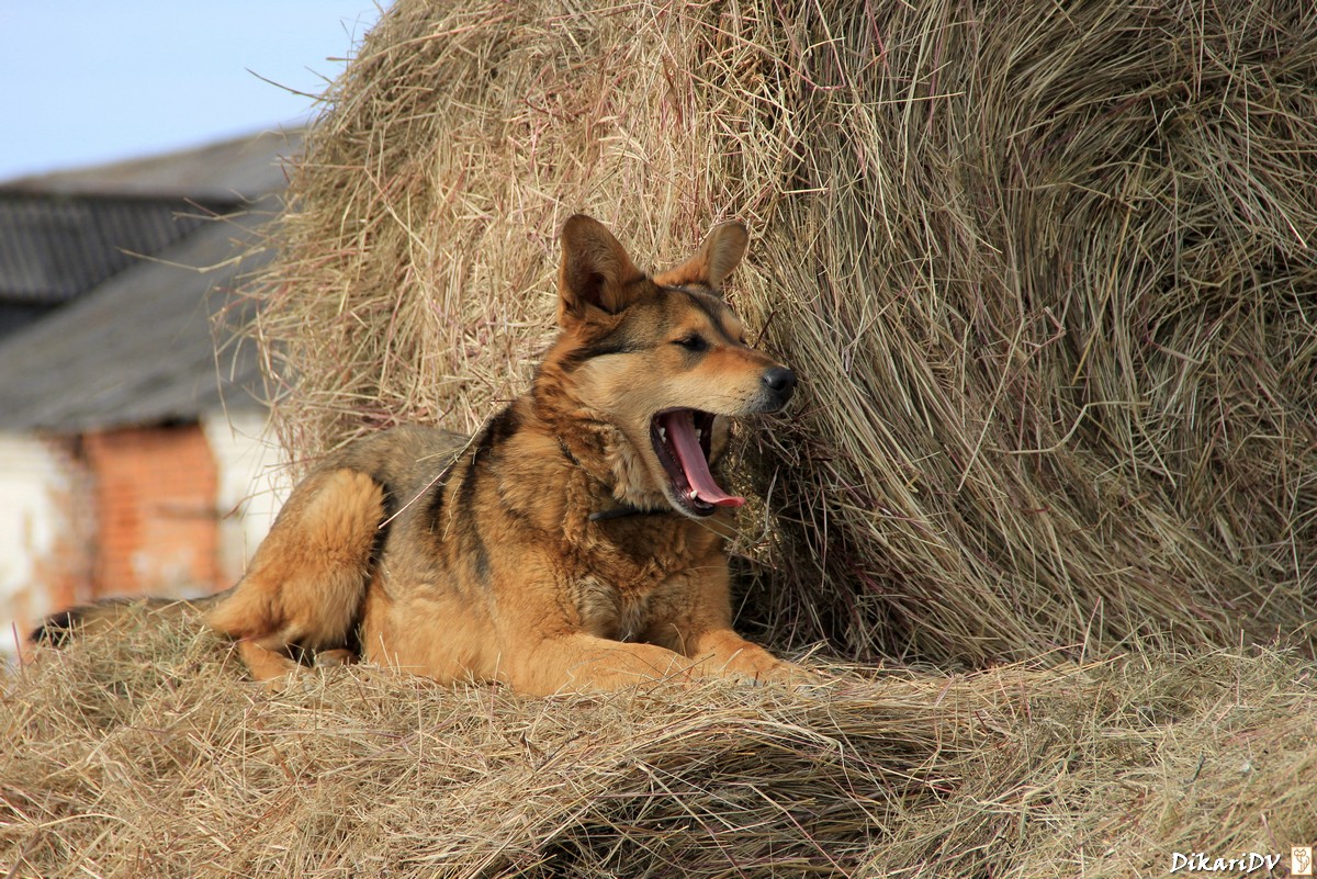 маргарита терехова фильм собака на сене. в каком году снимали собаку на сене. солома для собак. собака на сене фильм 1977 боярский. в каком году снимали собаку на сене.
