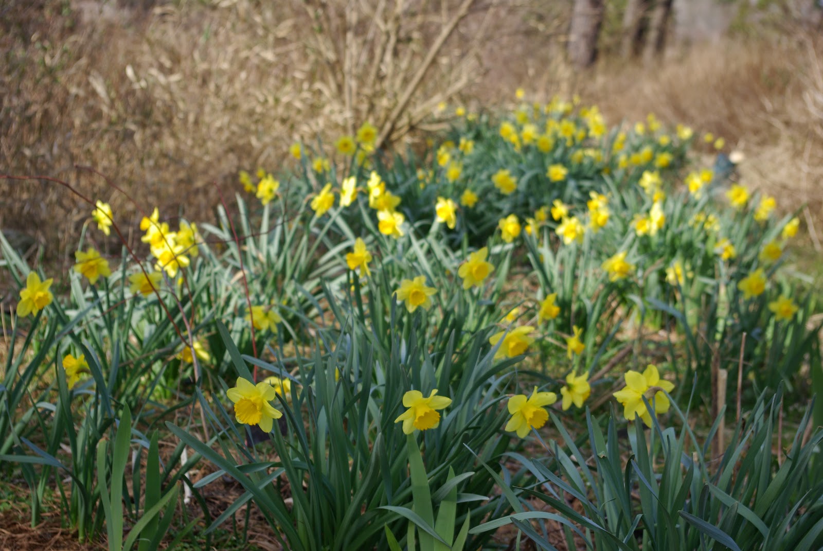 sweetbay Early spring flowers