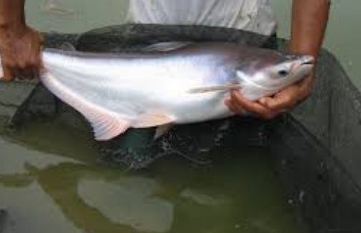 Bisnis Ikan Modal Kecil Untung Banyak - IKAN DAN LAUT