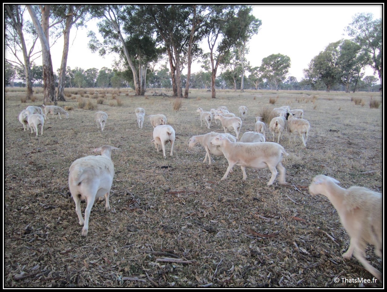 ferme kangourou moutons sheep King Valley Milawa Wangaratta Australie campagne Melbourne