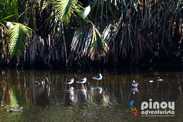 2nd Zamboanga City Bird Festival