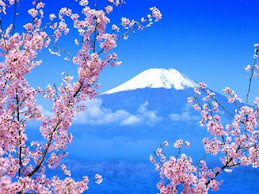 Japan cherry blossoming