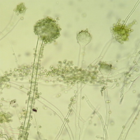 Koji, aspergillus oryzae