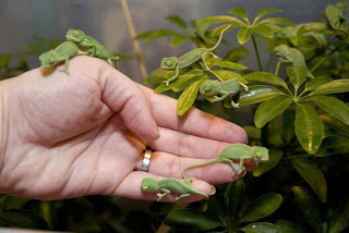 Beautiful Small Green Lizards On Hand High Definition
